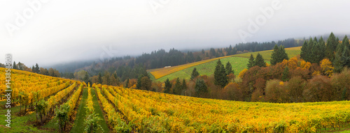 Dundee Oregon Vineyard During Fall Season Panorama