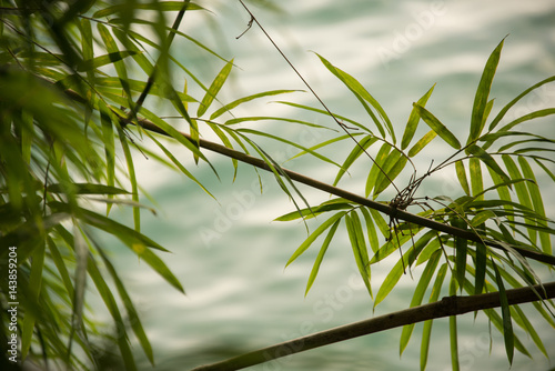 Bamboo growing on riverside