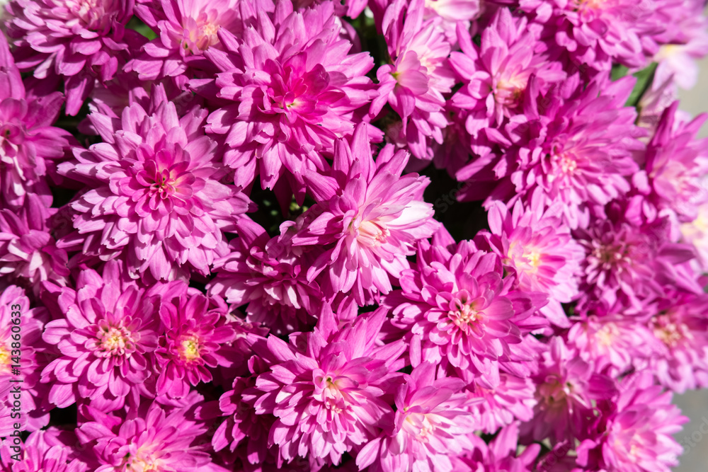 Chrysanthemum Chrysanthemum