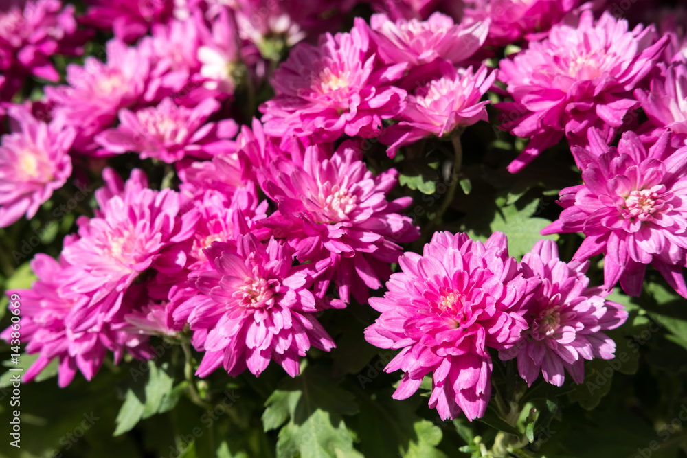 Chrysanthemum Chrysanthemum