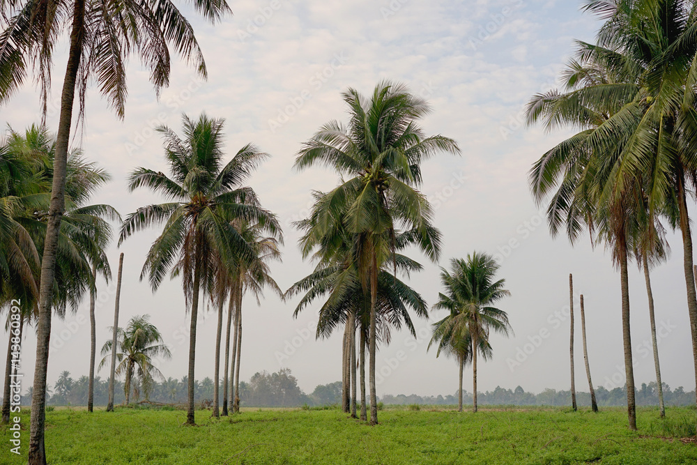 Coconut Field