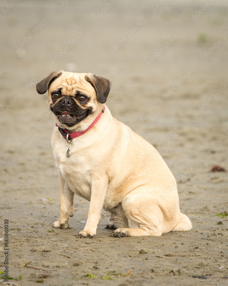 Obraz premium pug