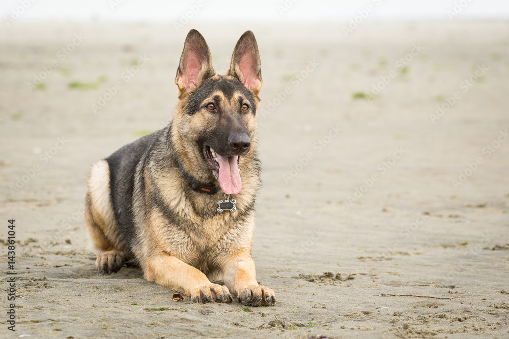 German shepherd dog German shepherd dog