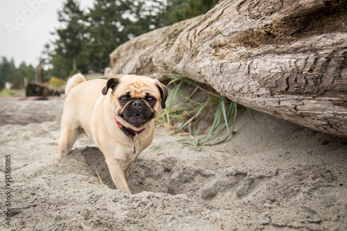 Konstfotografi pug at beach