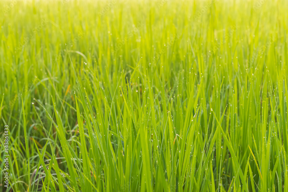 Rice leaves with water drop dew in the morning