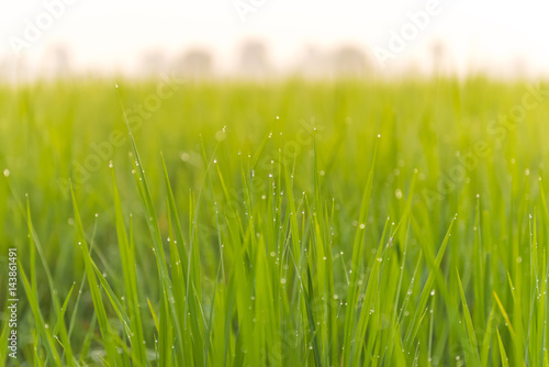 Morning light in the rice field