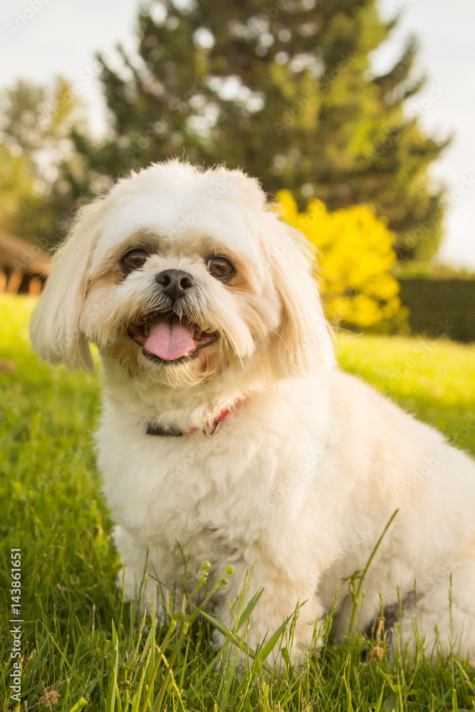 Fluffy dog