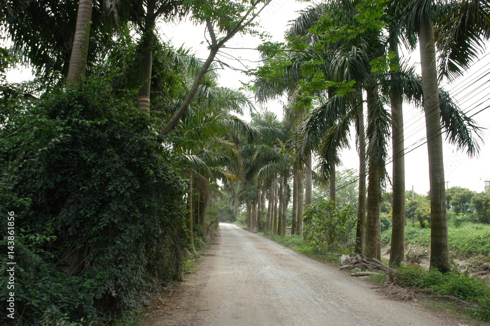 Green coconut tree lined path in spring time Green coconut tree lined path in spring time