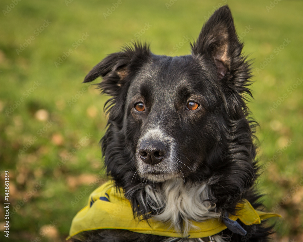 Fototapeta premium Black dog