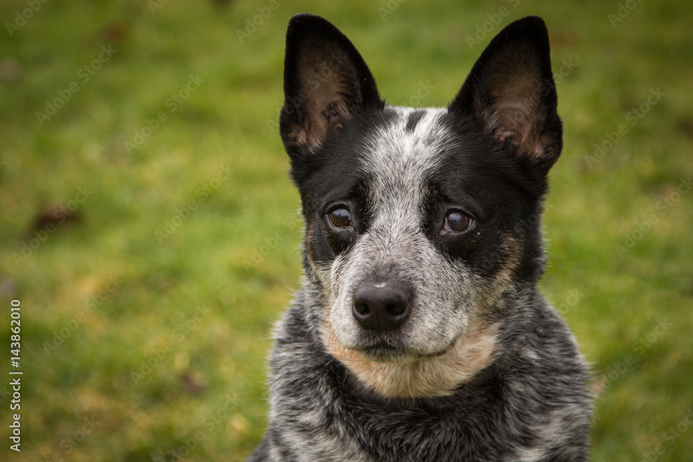 Blue Heeler Blue Heeler