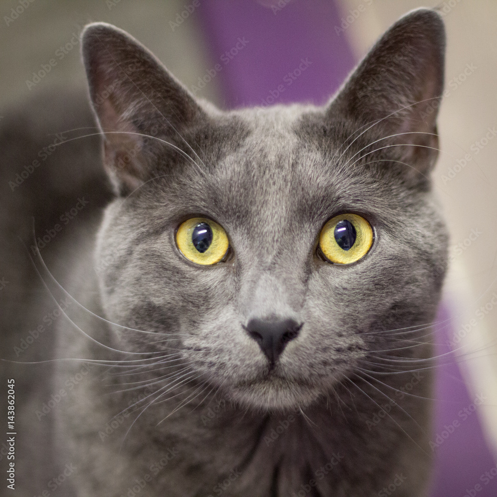 Grey cat Grey cat