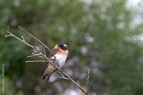 One American Cliff Swallow perched on a bare branch. These are the famous swallows whose return to the Mission San Juan Capistrano in California on (or around) March 19 is celebrated with a festival. photo