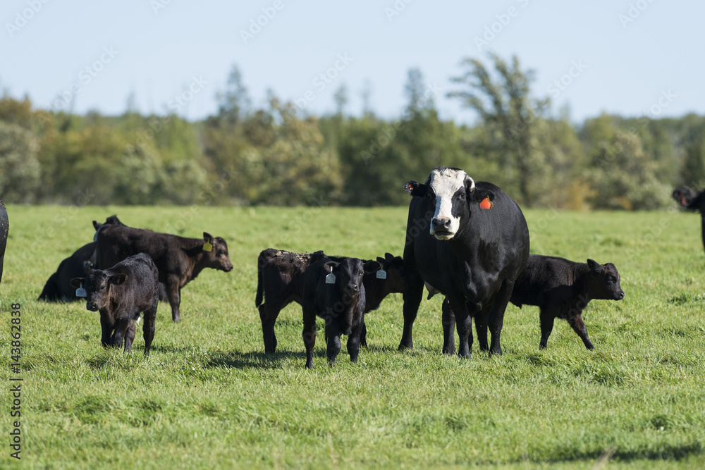 A herd of Black Angus calves A herd of Black Angus calves