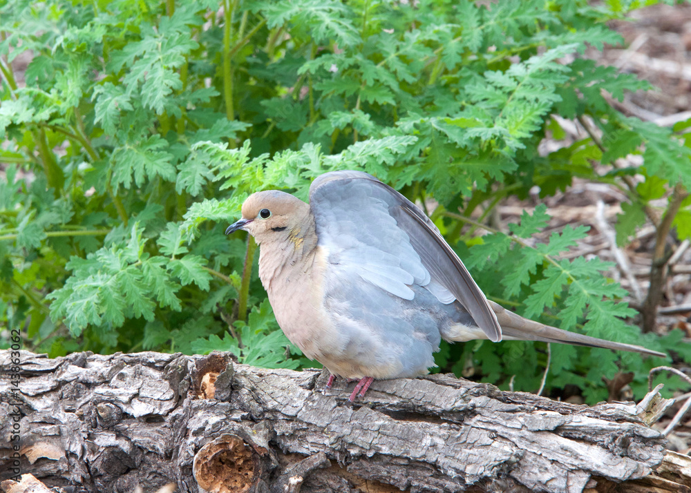 One mourning dove, also know as a turtle dove, wings opening to take off for flight. One mourning dove, also know as a turtle dove, wings opening to take off for flight.