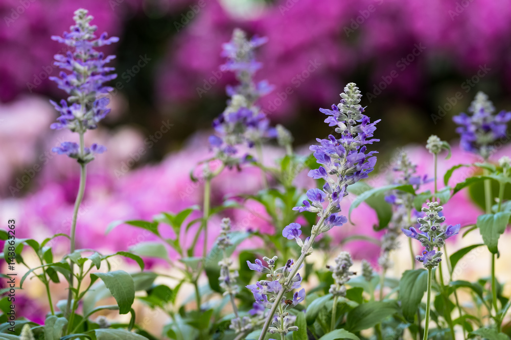 Fototapeta premium Blue Salvia flower