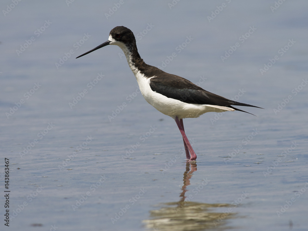 Hawaiian Stilt Hawaiian Stilt