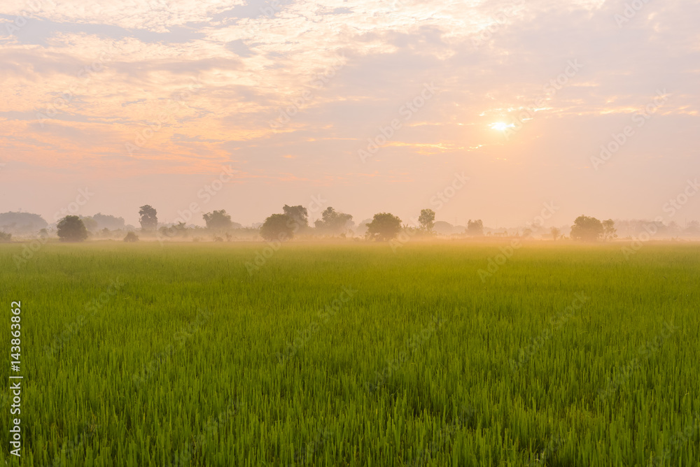 Morning light in the rice field