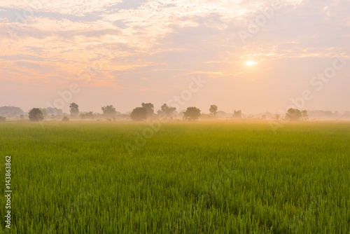 Morning light in the rice field