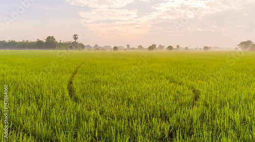 Morning light in the rice field