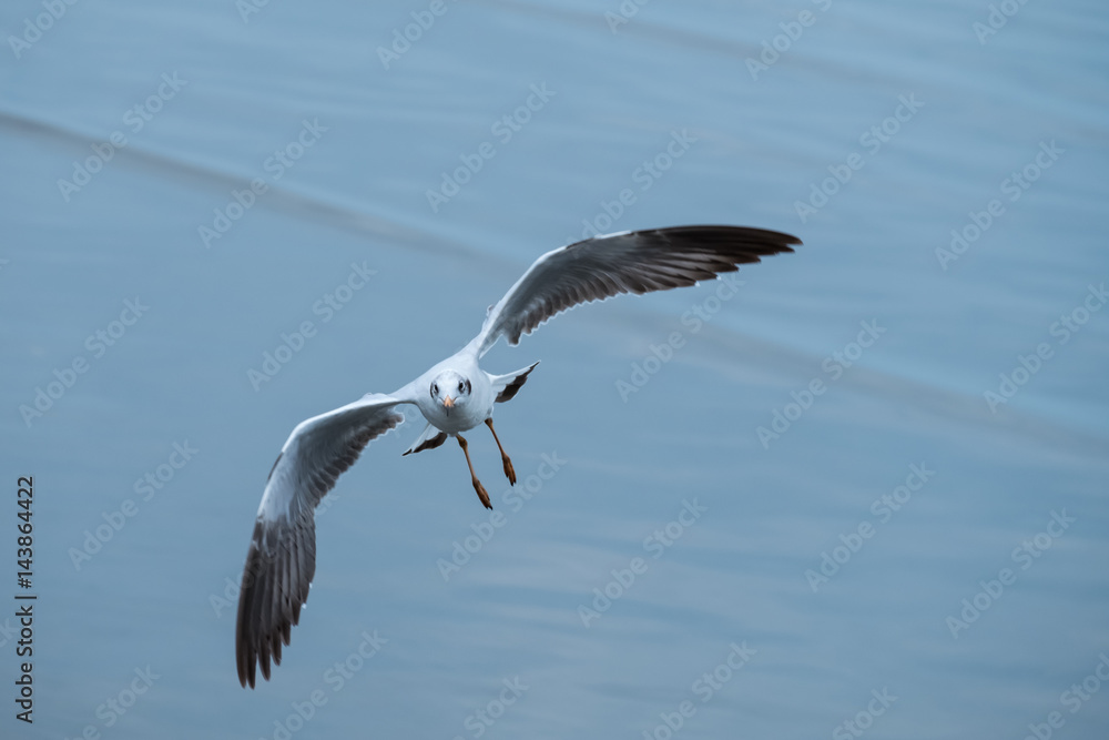 Seagull Seagull