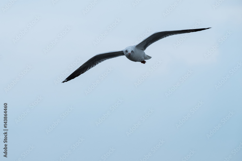 Seagull Seagull