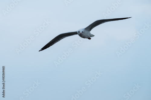 Seagull