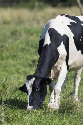 A grazing Holstein Dairy cow in a pasture © Steve Oehlenschlager