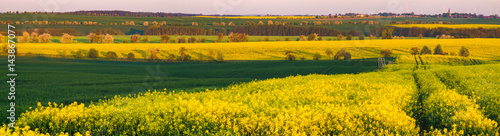 Panorama of a spring field in Germany, agricultural land in Brandenburg