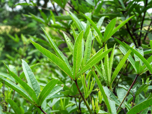 Hibiscus sabdariffa or roselle fruits leave.