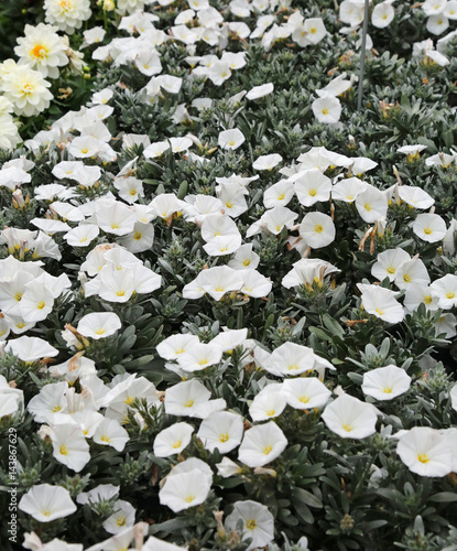 Fotografie Convolvulus white flowers in the garden
