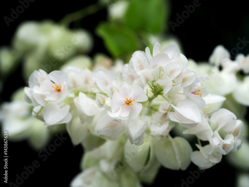 White Mexican Creeper flower.