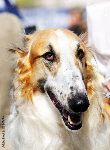 Russian wolfhound portrait