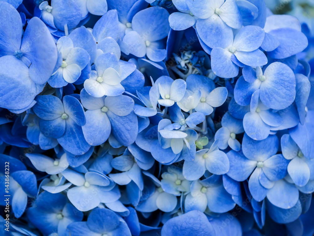 Blue Hydrangea flower.