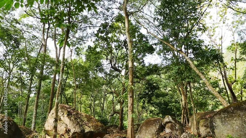 Tropical Forest with stone in Thailand