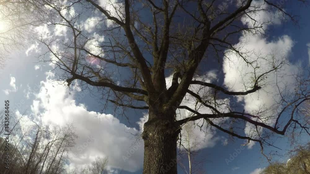 majestic oak trunk with branches in spring and white clouds motion, time lapse 4K majestic oak trunk with branches in spring and white clouds motion, time lapse 4K