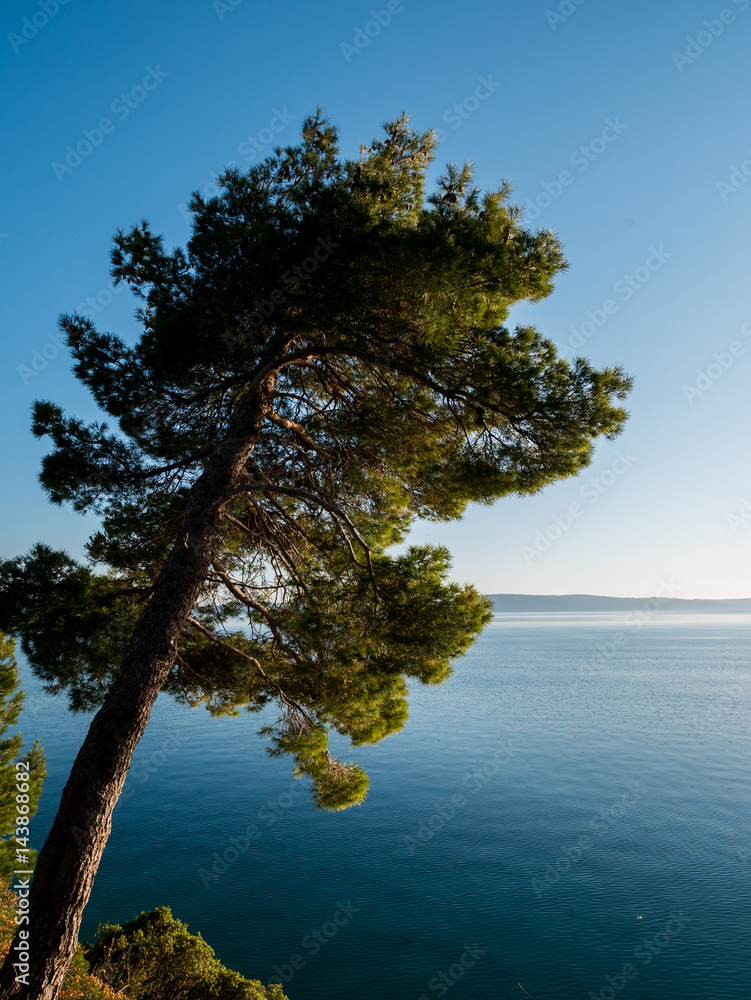 Obraz premium Calm blue sea and pine tree