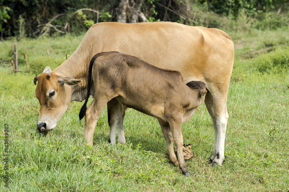 The calf was suckling from the mother cow. The calf was suckling from the mother cow.