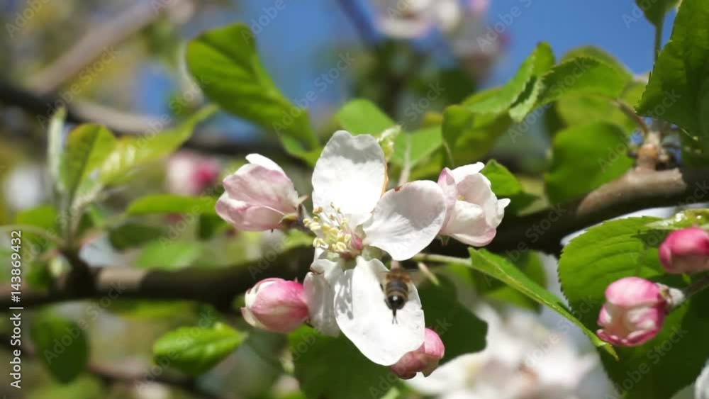 Bees flying collecting pollen from flowers apple tree blossom at 60 frames pollinating fruit trees making honey close up bee, working on sunny day and warm weather with blue sky