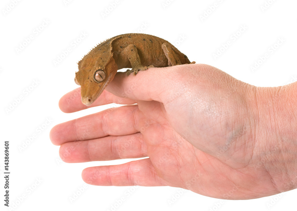 Fototapeta premium Crested gecko in studio