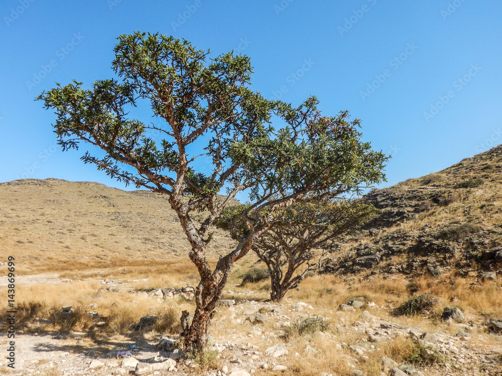 Weihrauchbaum in einem Wadi im Oman