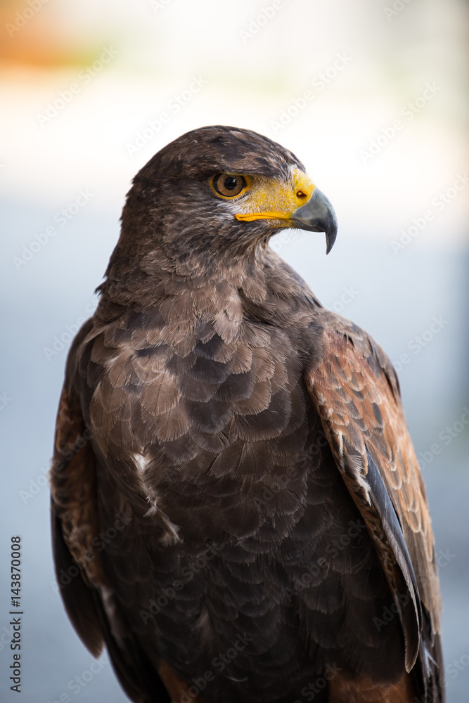 Obraz premium Hawk