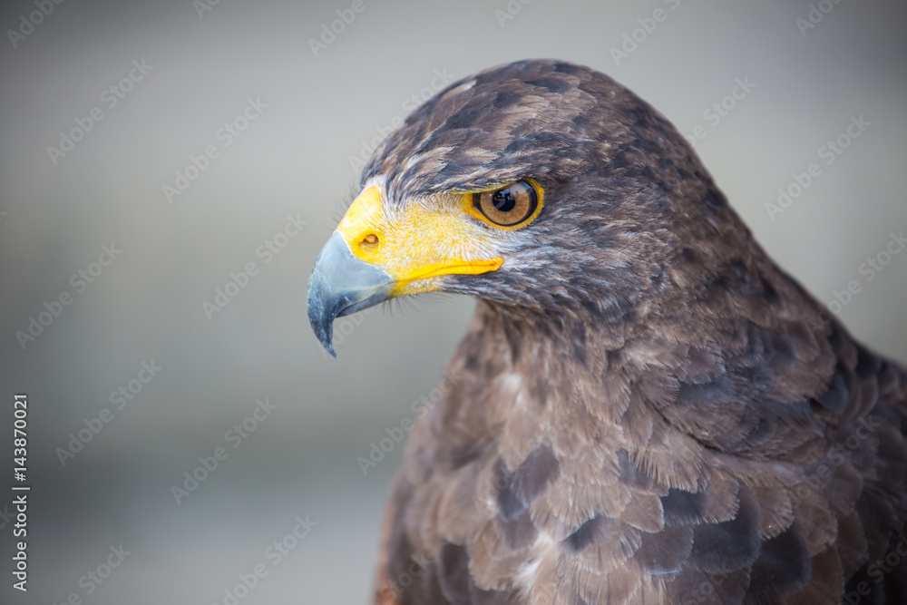 Hawk Hawk