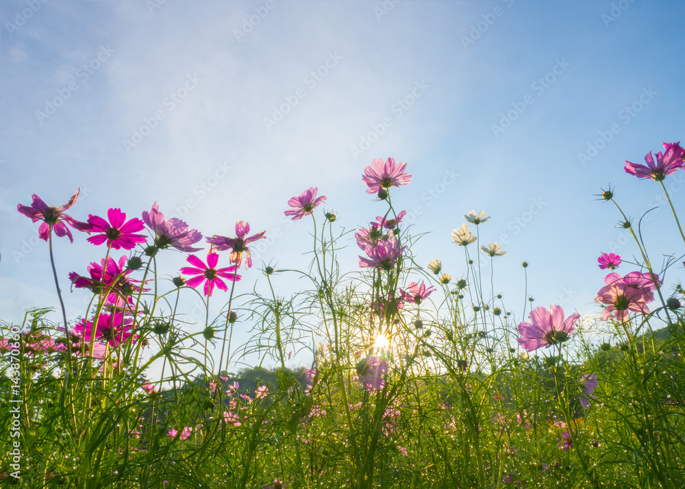 Landscape of cosmos flower field with sunlight blue sky Landscape of cosmos flower field with sunlight blue sky