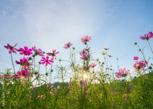 Landscape of cosmos flower field with sunlight blue sky