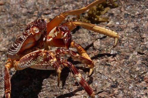 Dead Crab on Granite Rocks at Beach Anse Lazio  Praslin Island  Seychelles  Indian Ocean  Africa
