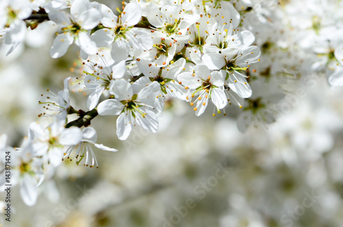 trees flowers