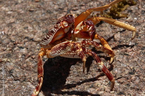 Dead Crab on Granite Rocks at Beach Anse Lazio  Praslin Island  Seychelles  Indian Ocean  Africa