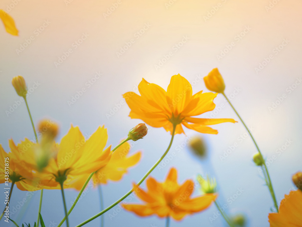Cosmos flowers in the garden background vintage tone soft focus.