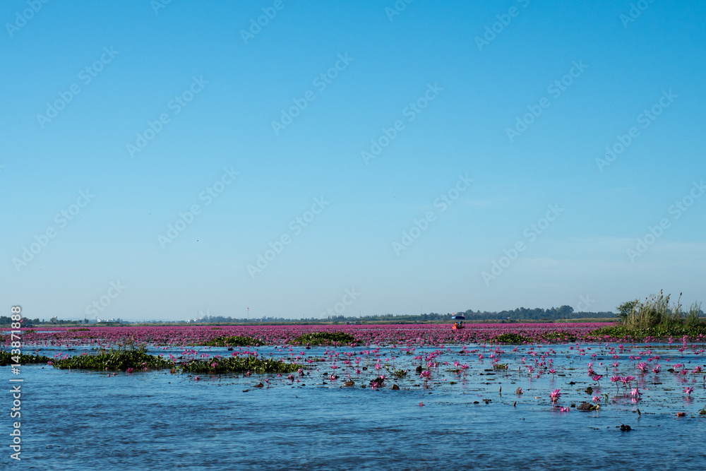red lotus lake in North East of Thailand destination