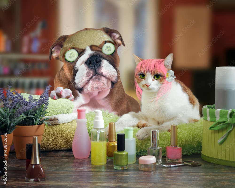 Funny cat and dog beauty salon. Spa treatments for animals